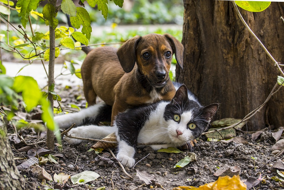 Авторская колонка: йошкаролинец предлагает выдавать разрешения на кошек и собак