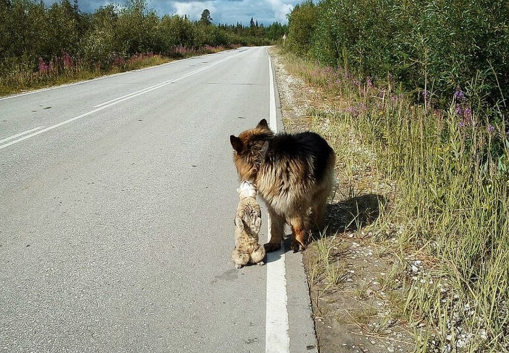 Новости России: В Коми живут пушистые друзья пес Том и кот Тоша