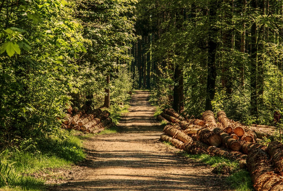 В лесах Марий Эл появятся нормальные дороги