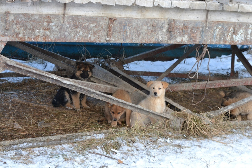 В Йошкар-Оле с промышленной зоны спасли замерзающих щенков, которых подкармливала женщина