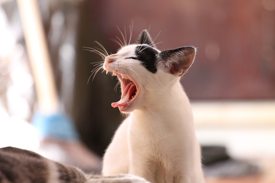 Ветеринар из Йошкар-Олы о том, как спасти кошку от зубных болей