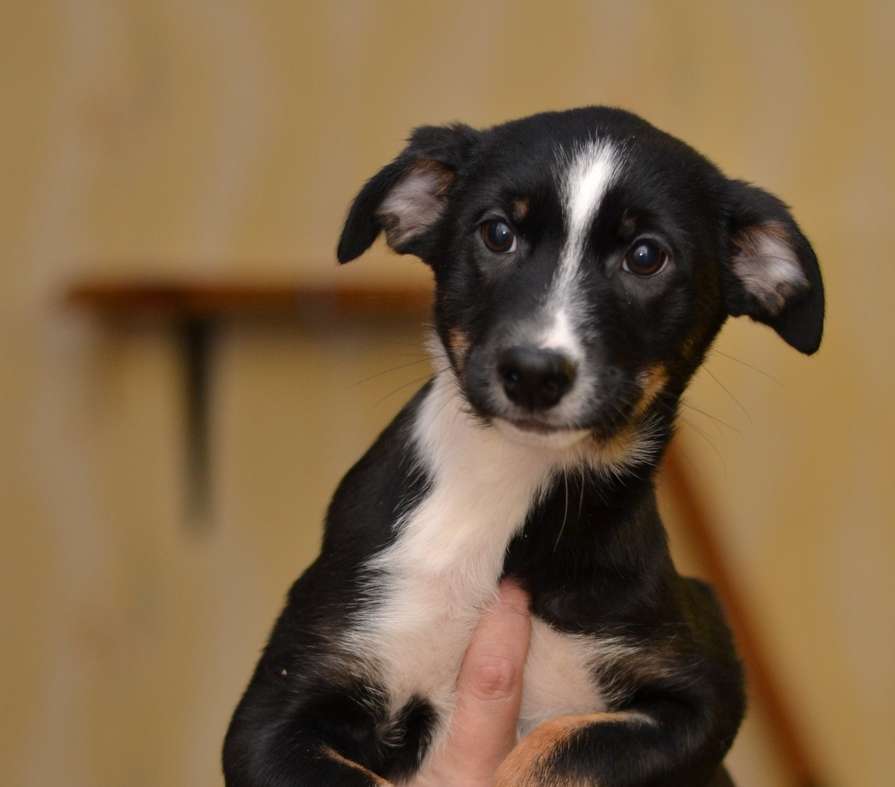 «Звездным щенкам» в Йошкар-Оле нужен «молочный» спонсор