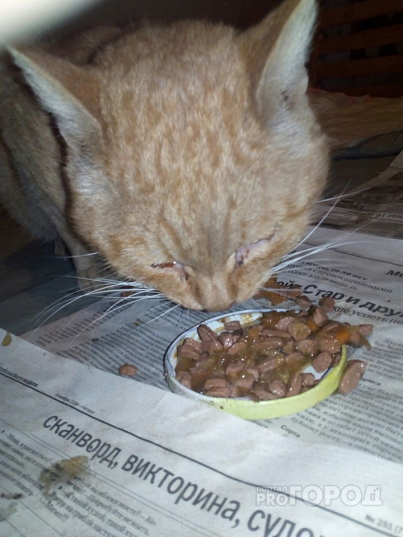 В Йошкар-Оле котик, которого нашли в холодном подъезде, борется за жизнь и ищет дом
