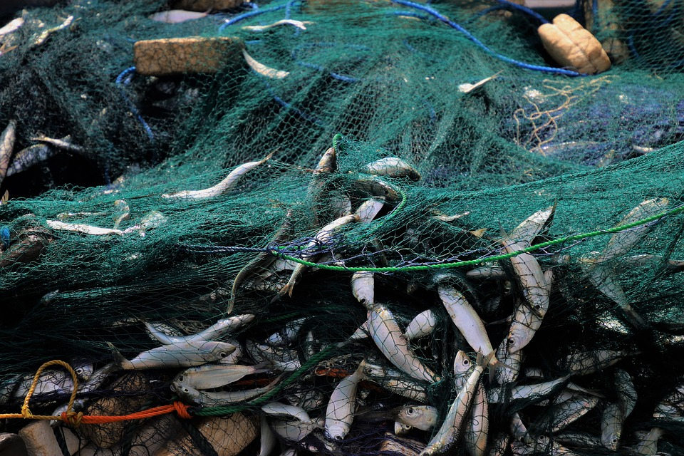В Марий Эл за незаконный улов рыбы жители будут платить увеличенную таксу