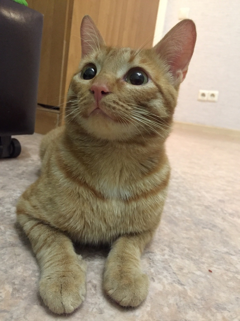 Письмо счастья: В Йошкар-Оле скитавшийся полгода рыжий кот нашел временный дом