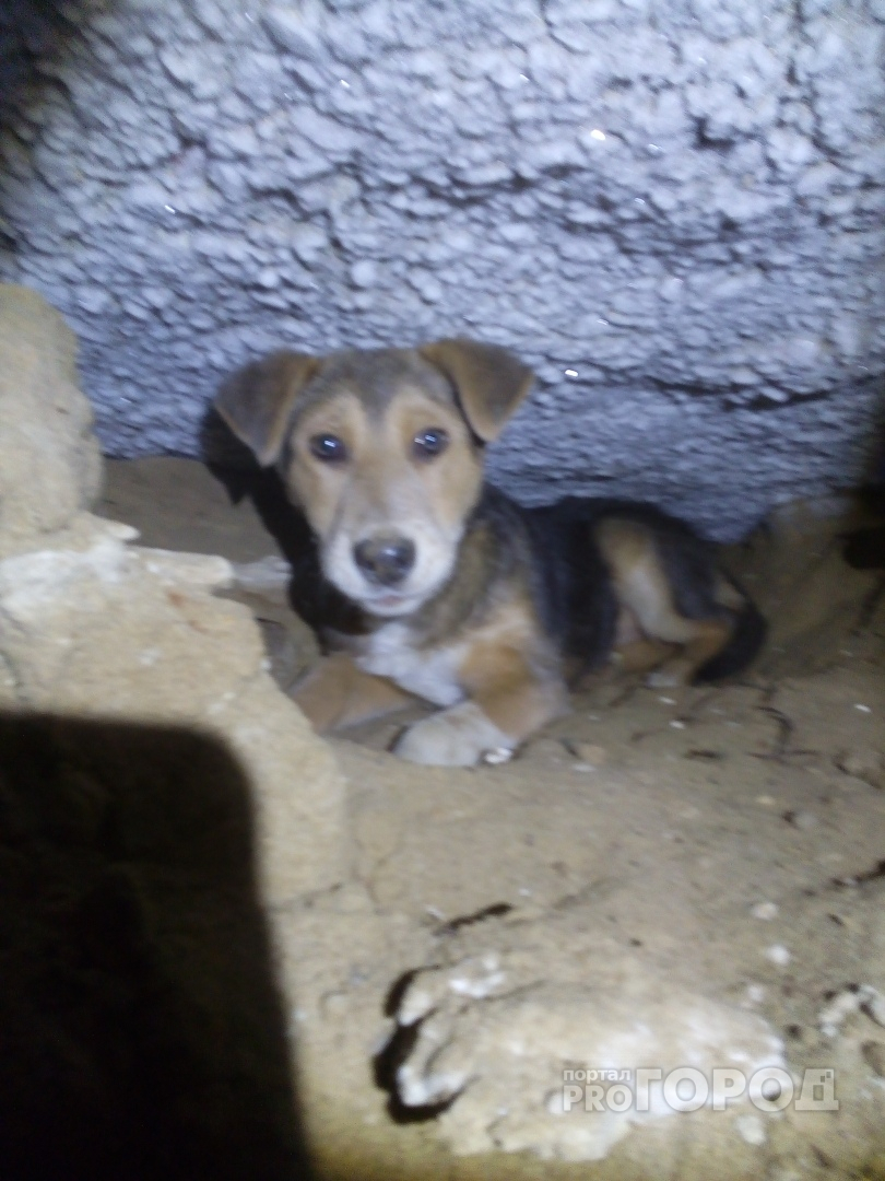 В Йошкар-Оле щенка, который два месяца прожил в бетонном плену, достали