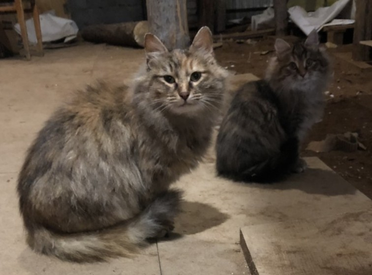 В Марий Эл котенок со своей мамой ждут, когда их заберут из заброшенного сарая