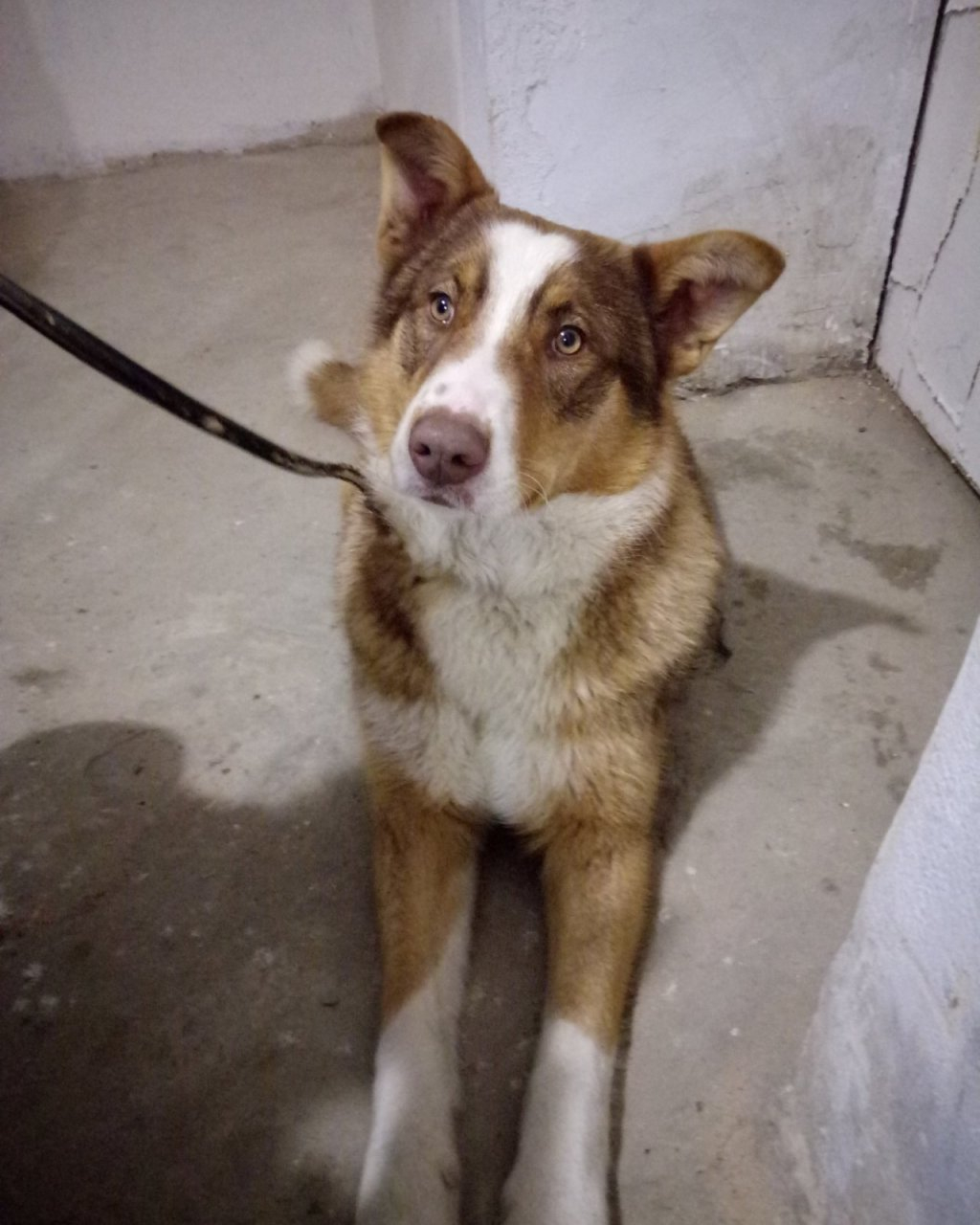 В Йошкар-Оле потерявшийся пес прошел полгорода,чтобы «попросить» помощи волонтеров