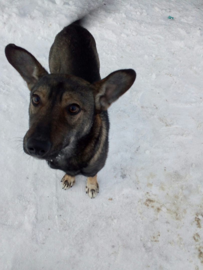 В садах рядом с Йошкар-Олой неизвестные выбросили пса, который питается "льдом"