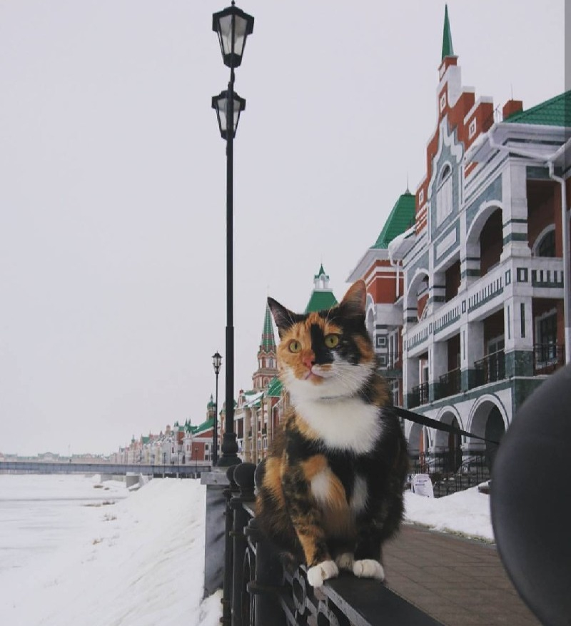 Кошка-путешественница посетила Йошкар-Олу