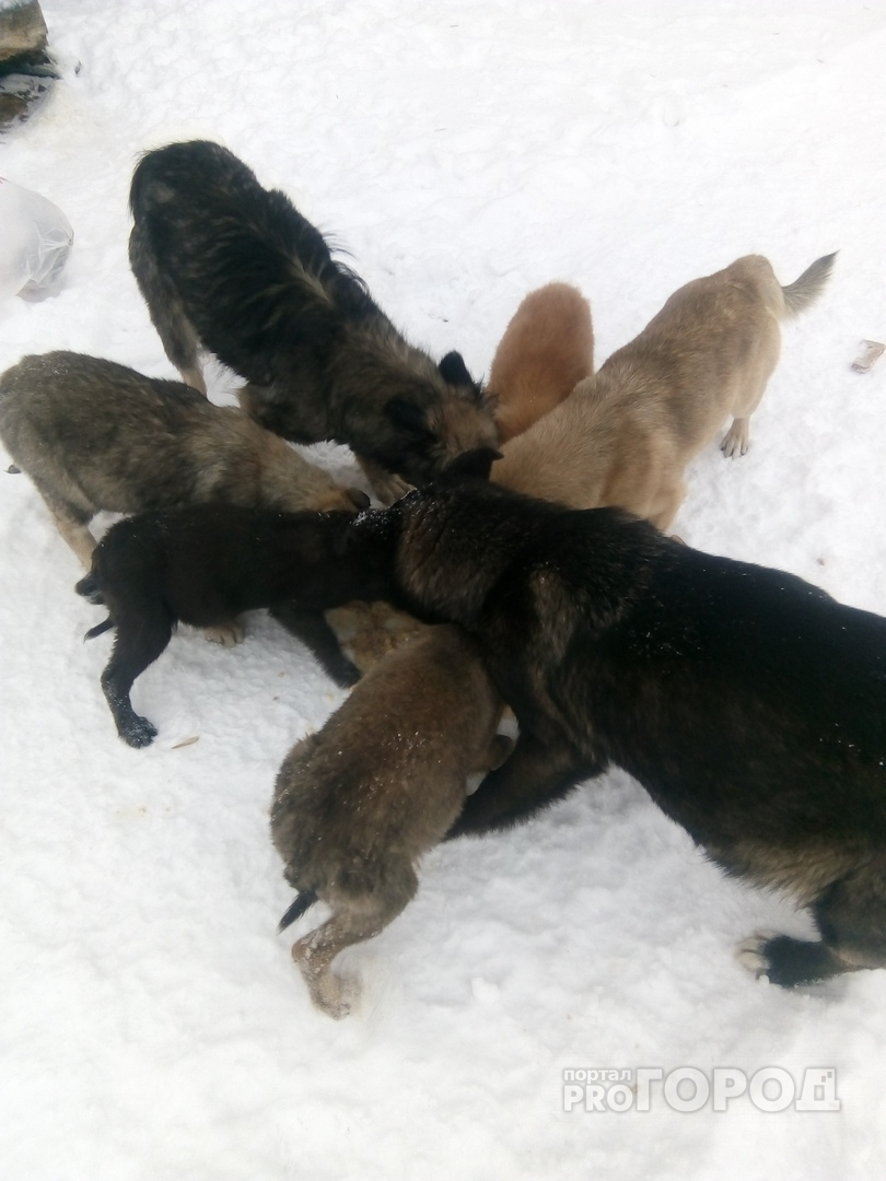 В Марий Эл собака, которую беременной выбросил сторож, лишилась двух щенят