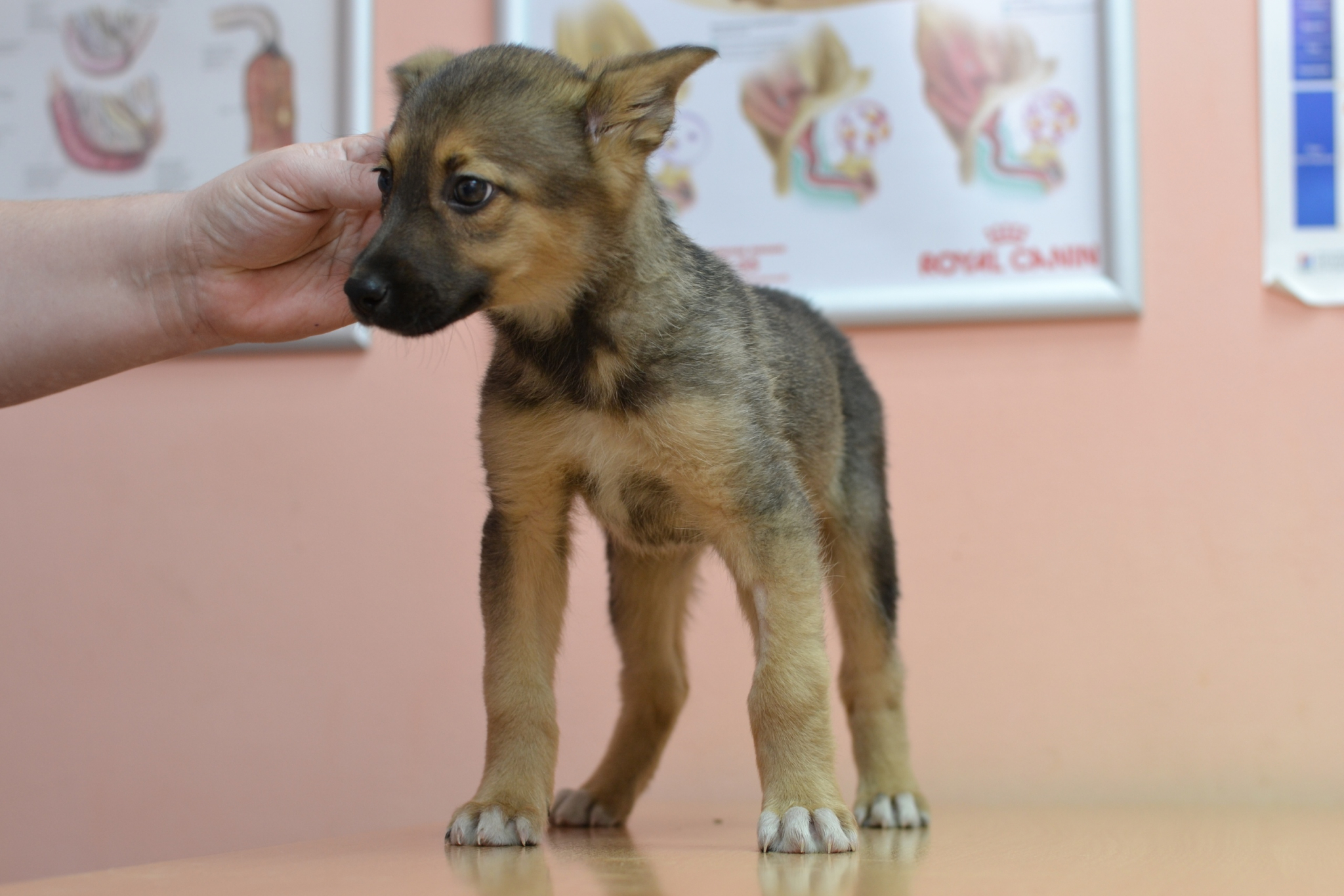 В Йошкар-Оле хозяева оставили "малышек" на растерзание стае собак