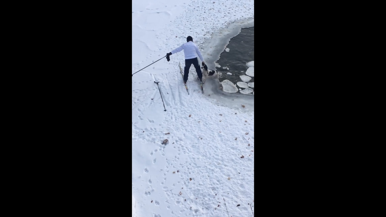 В Йошкар-Оле лыжник вытащил собаку, провалившуюся под лед