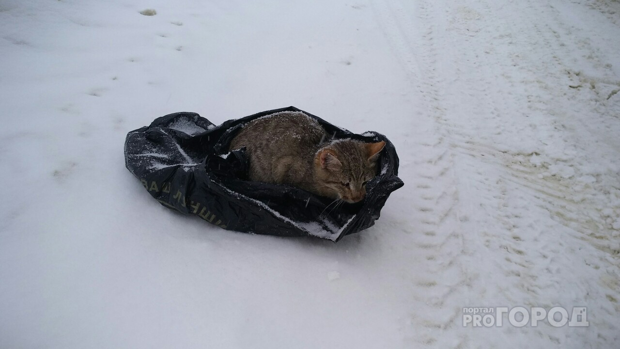 В Йошкар-Оле изверги бросили на мороз котика в завязанном пакете