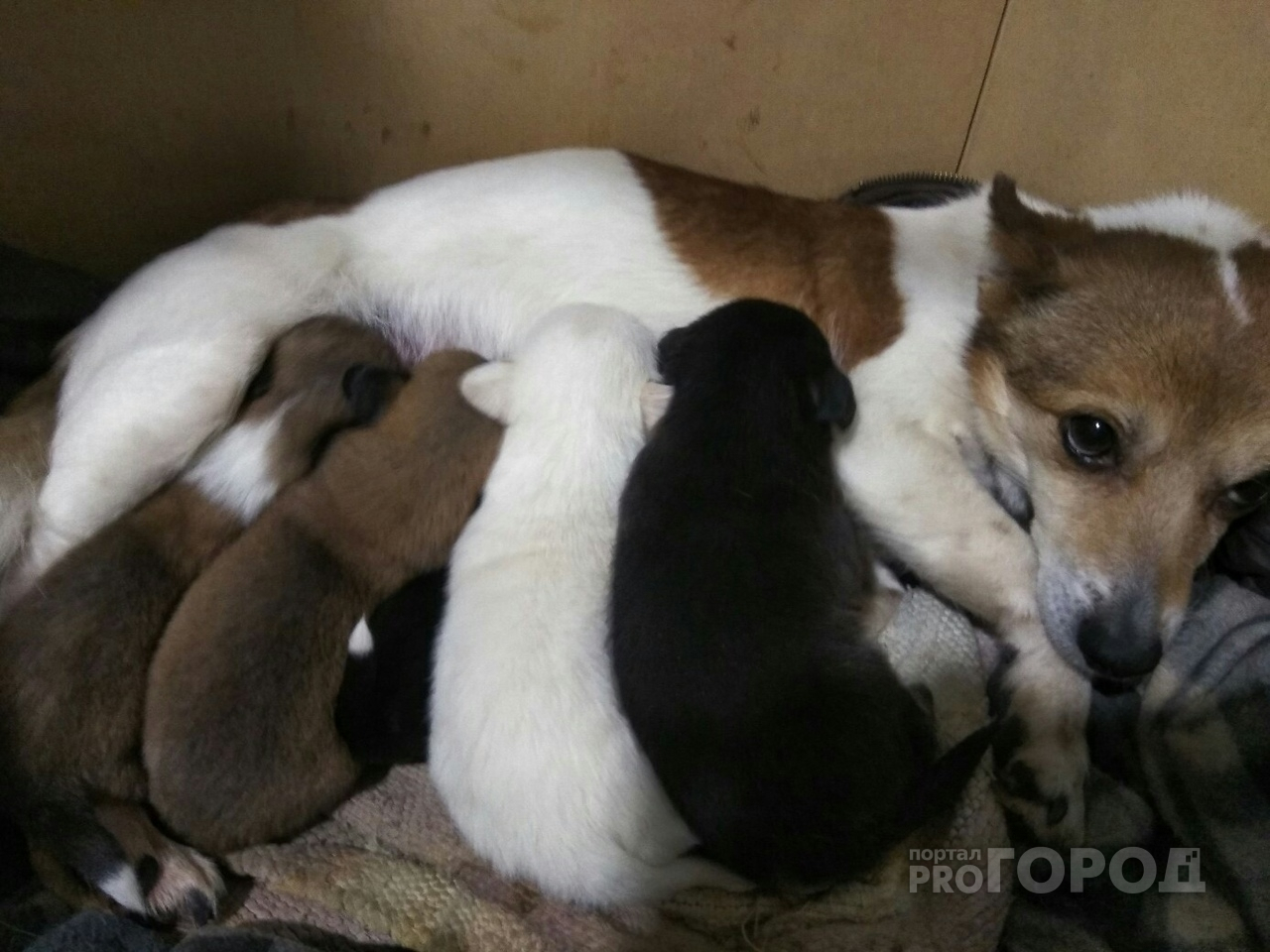 В Йошкар-Оле беременную собаку после смерти хозяйки родственники выкинули на мороз