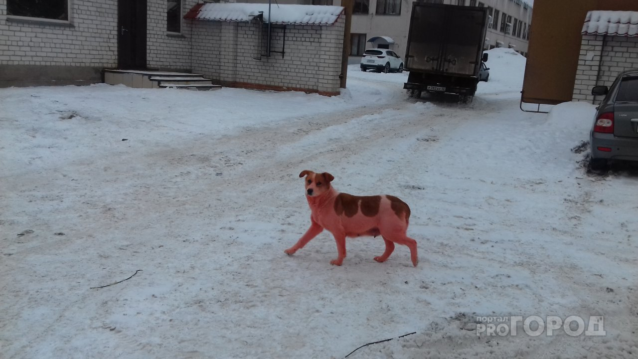 Фотошоп или новая порода? Йошкаролинцы на улицах города встретили необычного пса