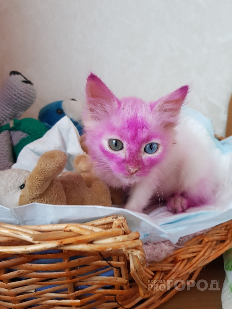 Волонтер из Йошкар-Олы рассказала про необычные спасения кошек