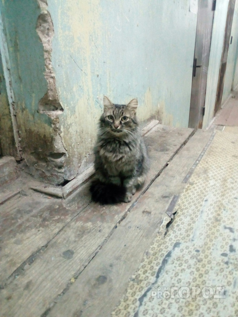 В Марий Эл после смерти хозяина кот остался "узником" заброшенного дома