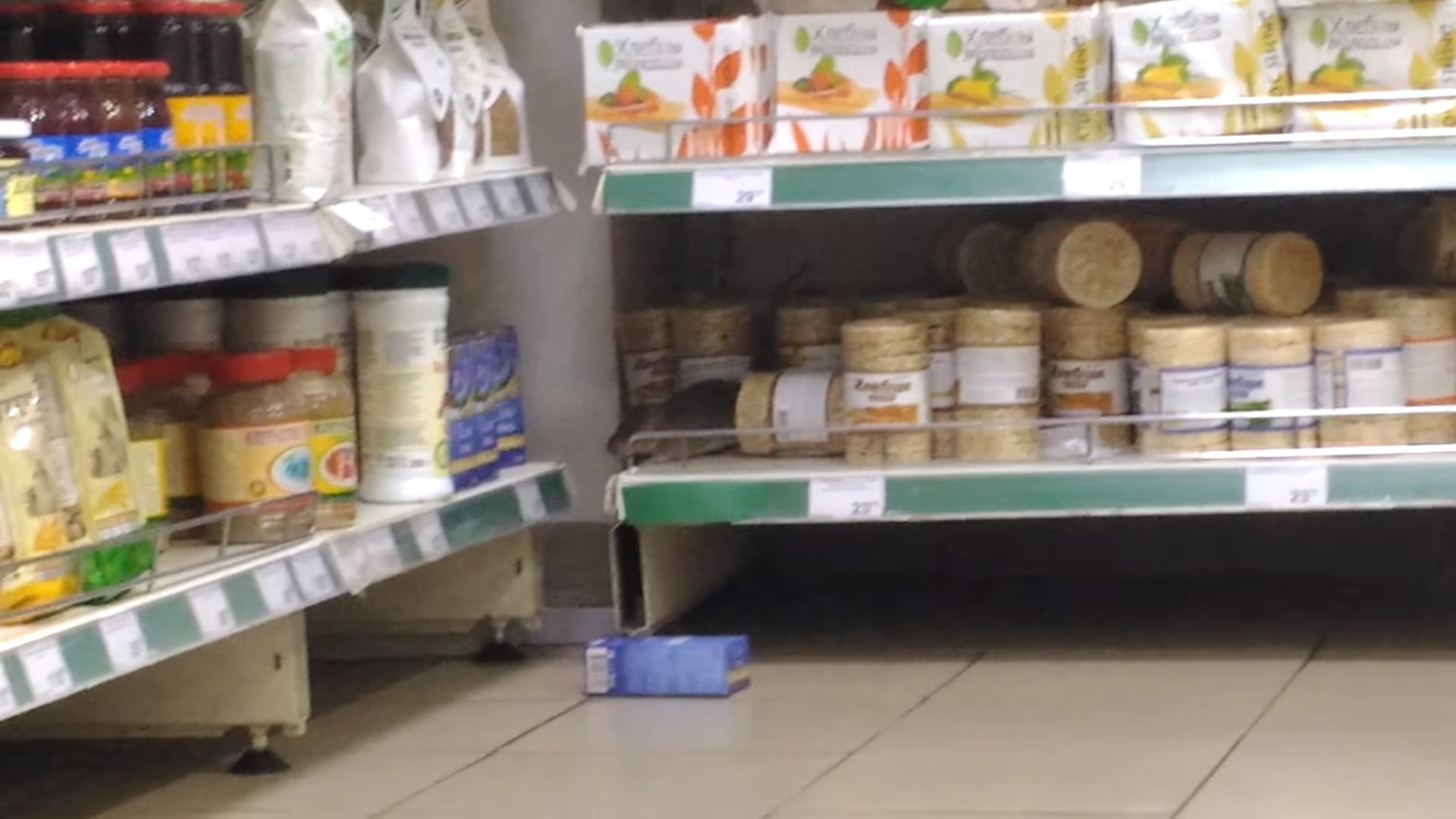В Марий Эл крысы бегают по стеллажам с продуктами