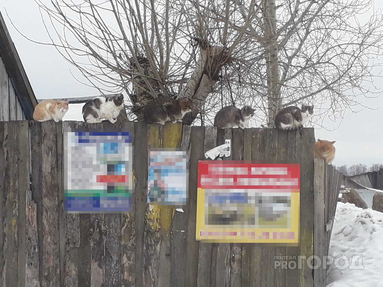 Фото дня: в Йошкар-Оле коты сидят в очереди за весной