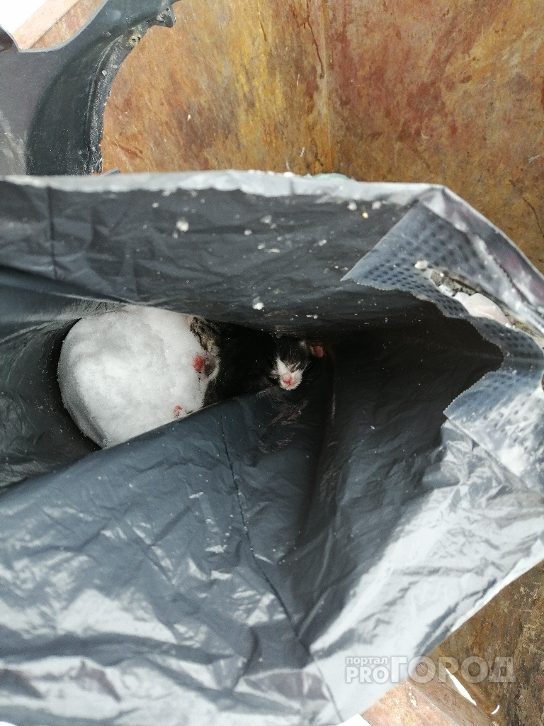Волонтеры из Марий Эл пытаются спасти котят, которых выбросили в мусорку в пакете