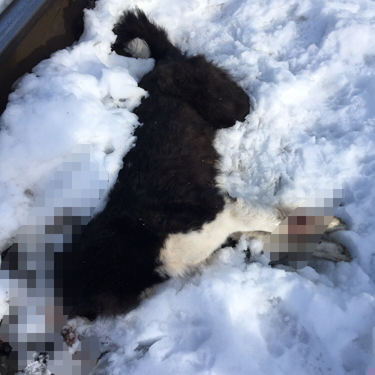 В Марий Эл у железной дороги нашли обезглавленные тела собак