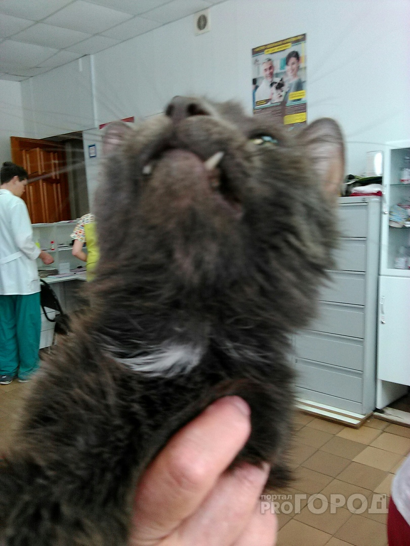 Беспощадные жители Йошкар-Олы искалечили кошку, сломав ей челюсть