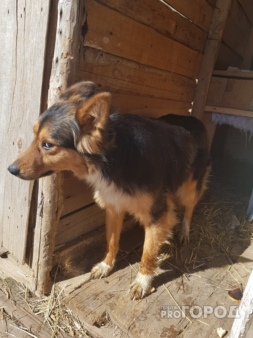 В Марий Эл собаку, которую вылечили от смертельной болезни, выбросили в хлев на "бойню"