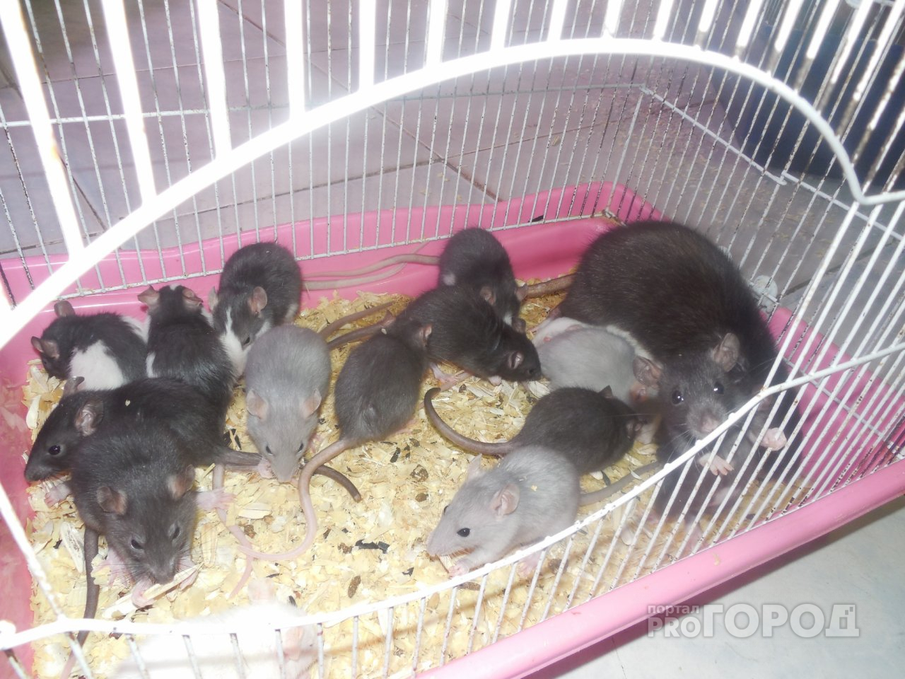 В Йошкар-Оле жилой дом "атаковали" полчища крыс