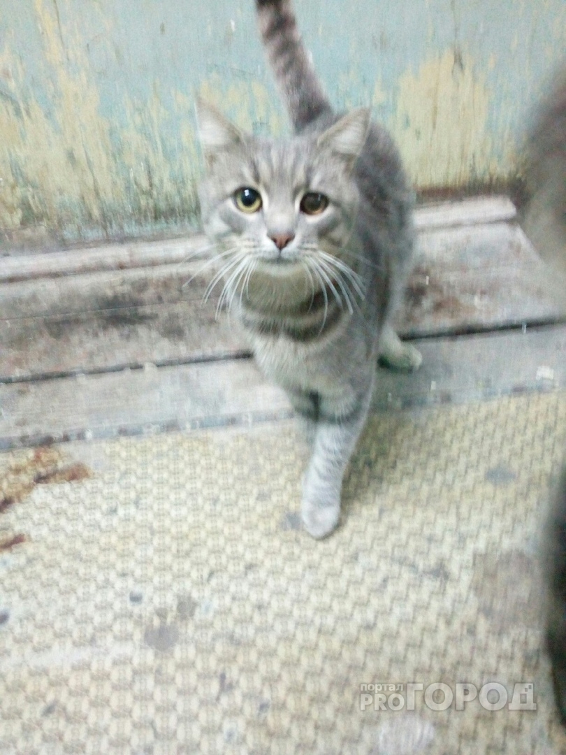 В Йошкар-Оле котик с мутным глазом после предательства полтора года живет у общежития