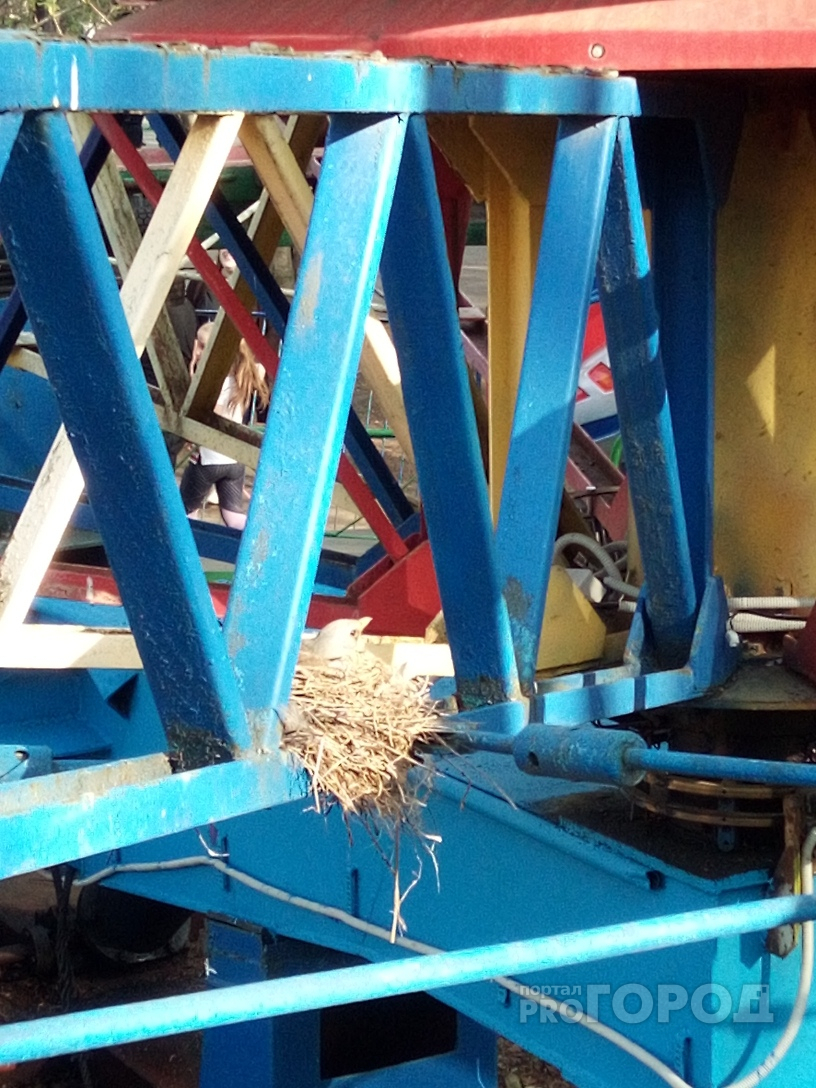 В Йошкар-Оле птица свила гнездо на опасных аттракционах
