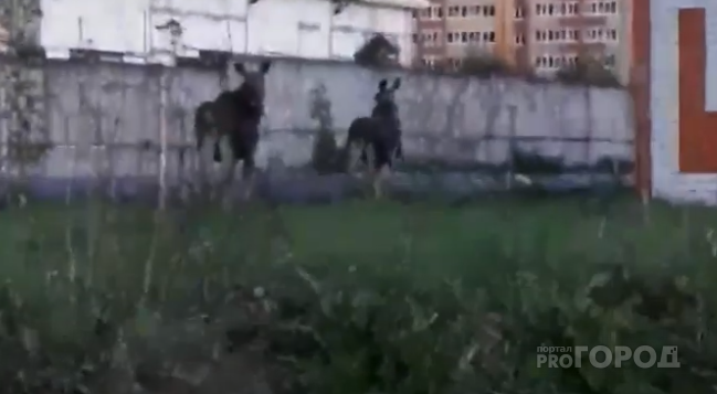 Появилось видео, как по улицам Йошкар-Олы бегают два лося