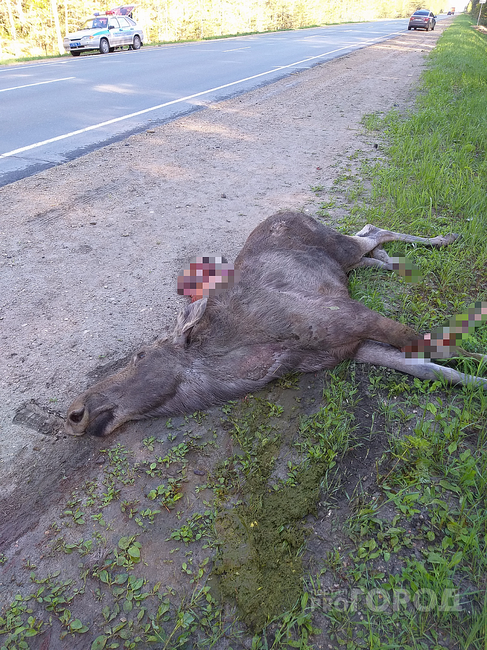 В Марий Эл водители сбили 7 лосей и одного «Бэмби»