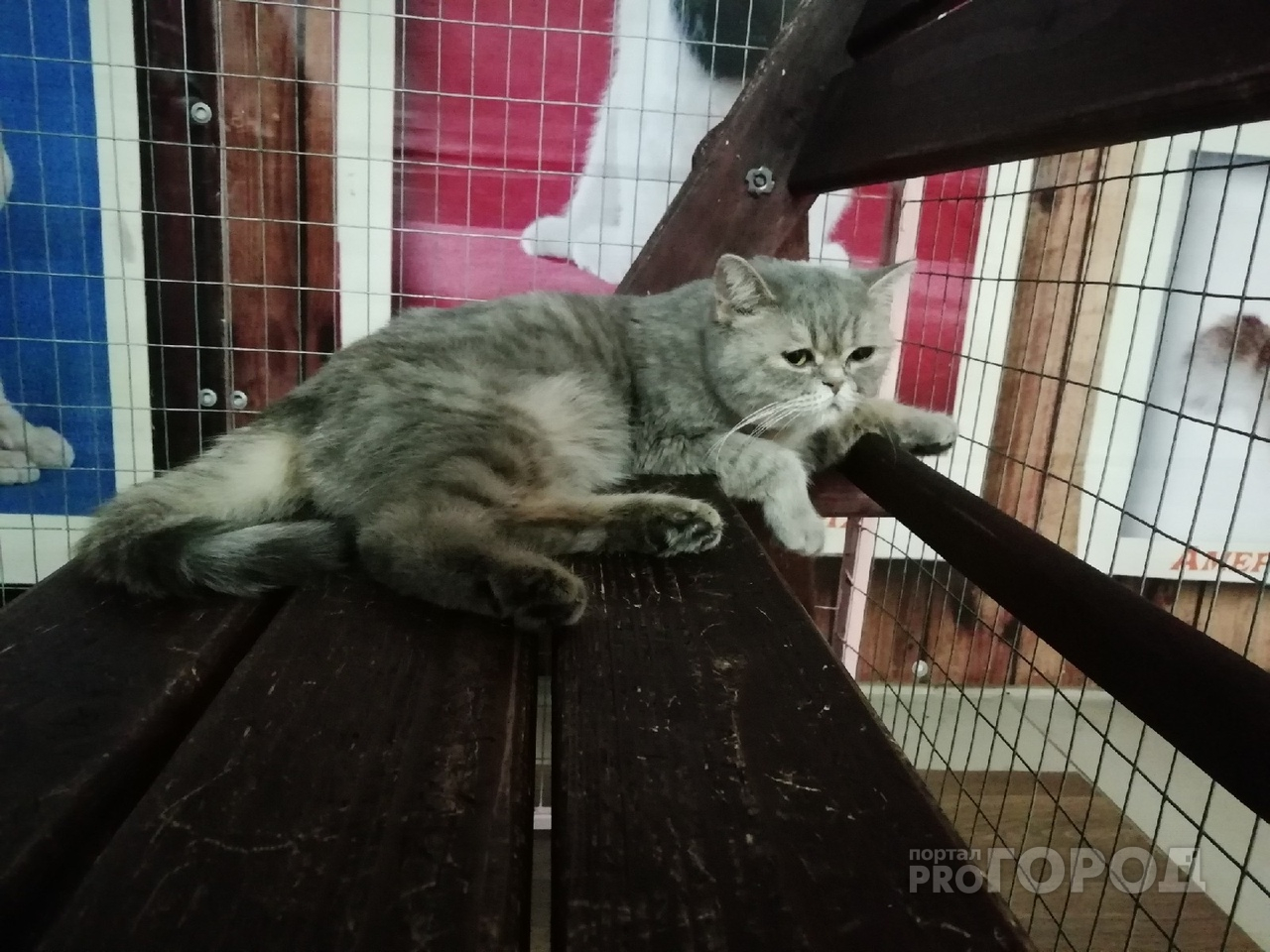 Волонтер из Йошкар-Олы: «На выставках кошкам дают препараты»