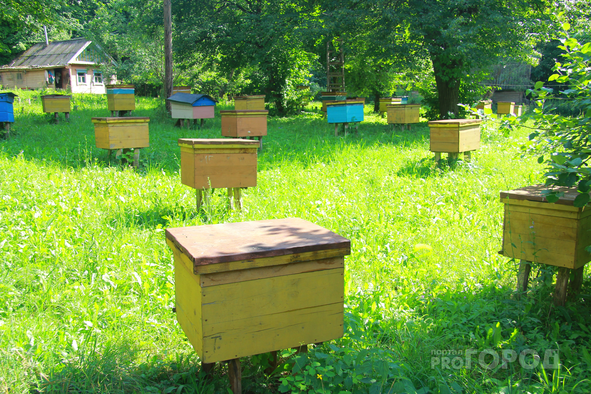 Природа в опасности: в Марий Эл массово вымирают пчелы