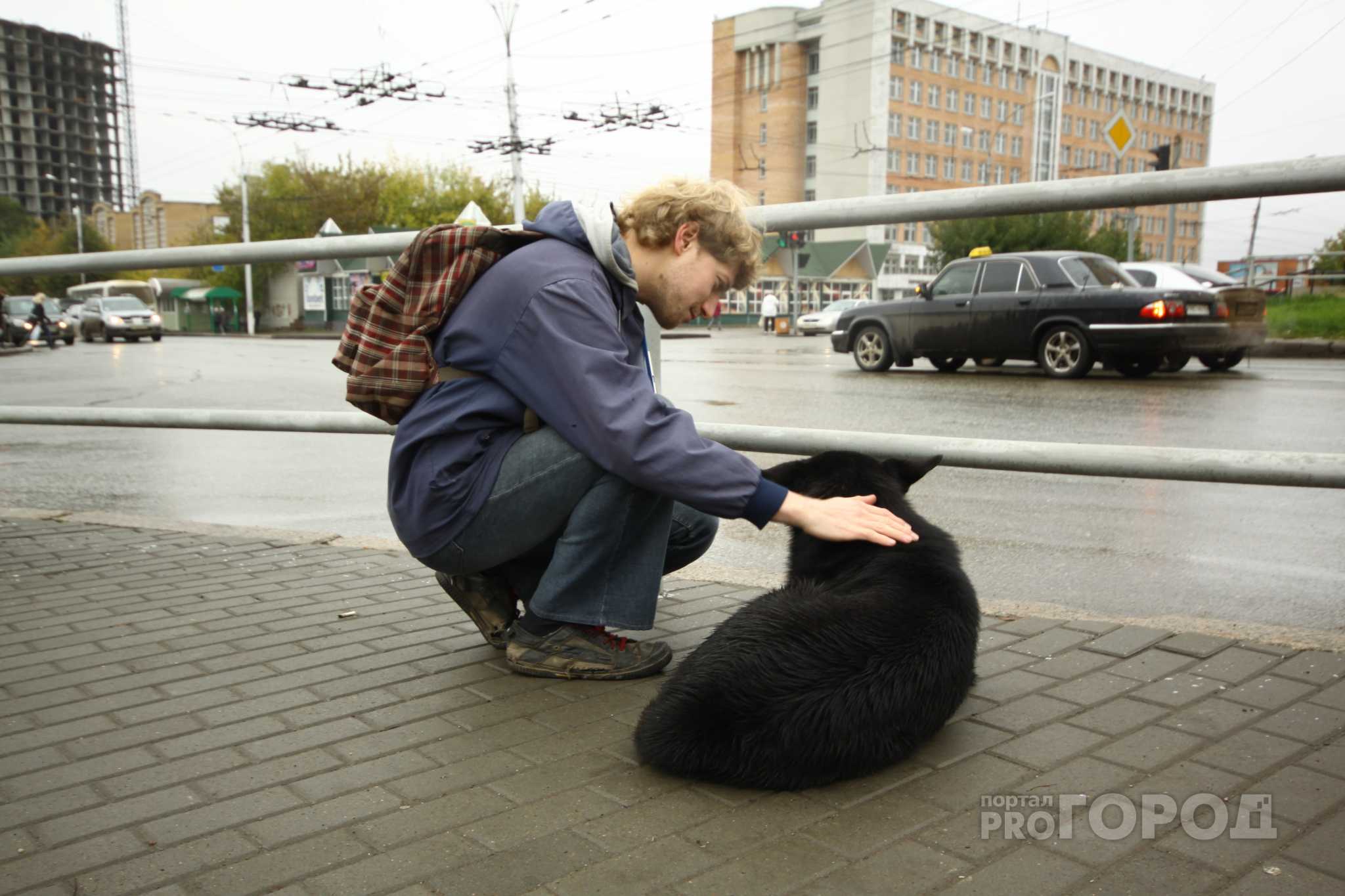 В Йошкар-Оле запустили проект по поиску домашних животных