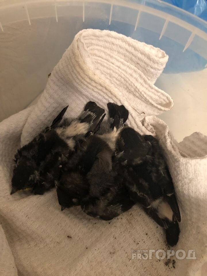 «Ласточкино гнездо»: житель Марий Эл спас трех птенцов