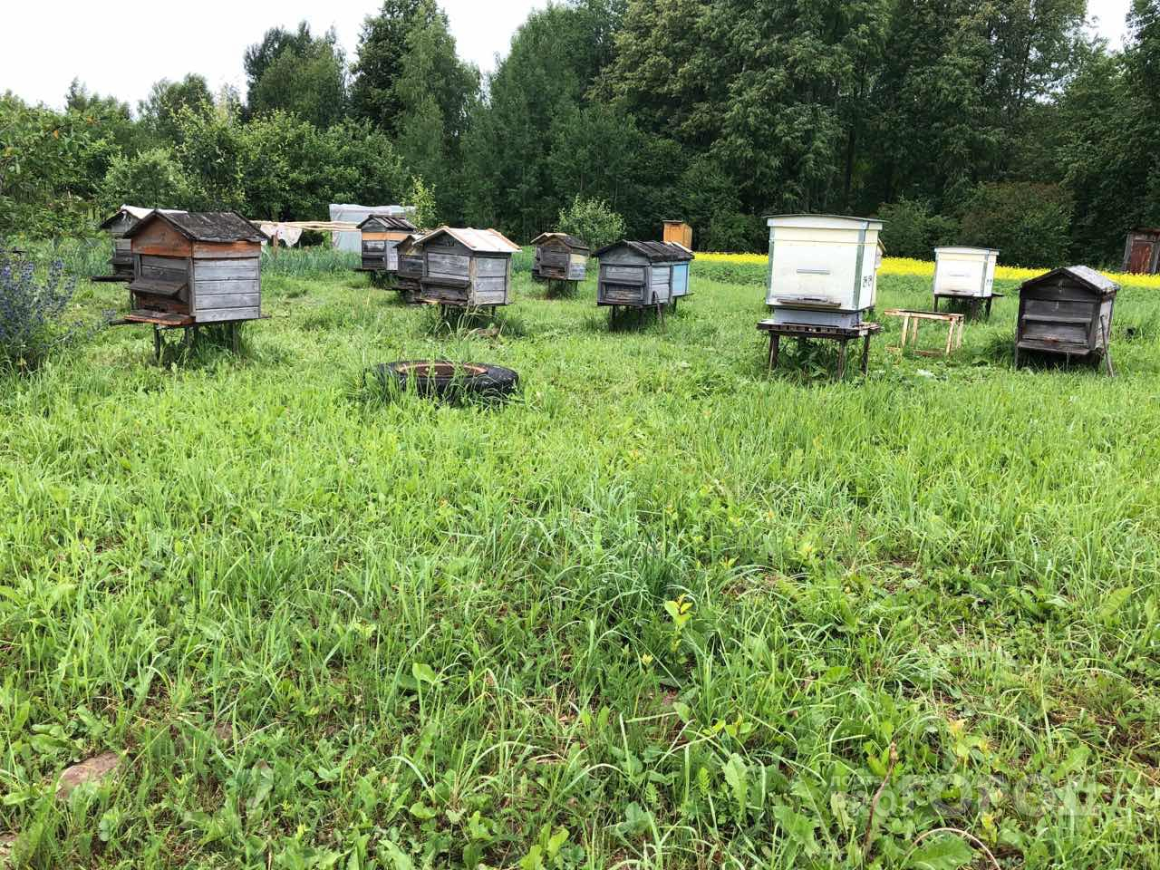 Из-за массовой гибели пчел в Марий Эл могут вырасти цены на мед