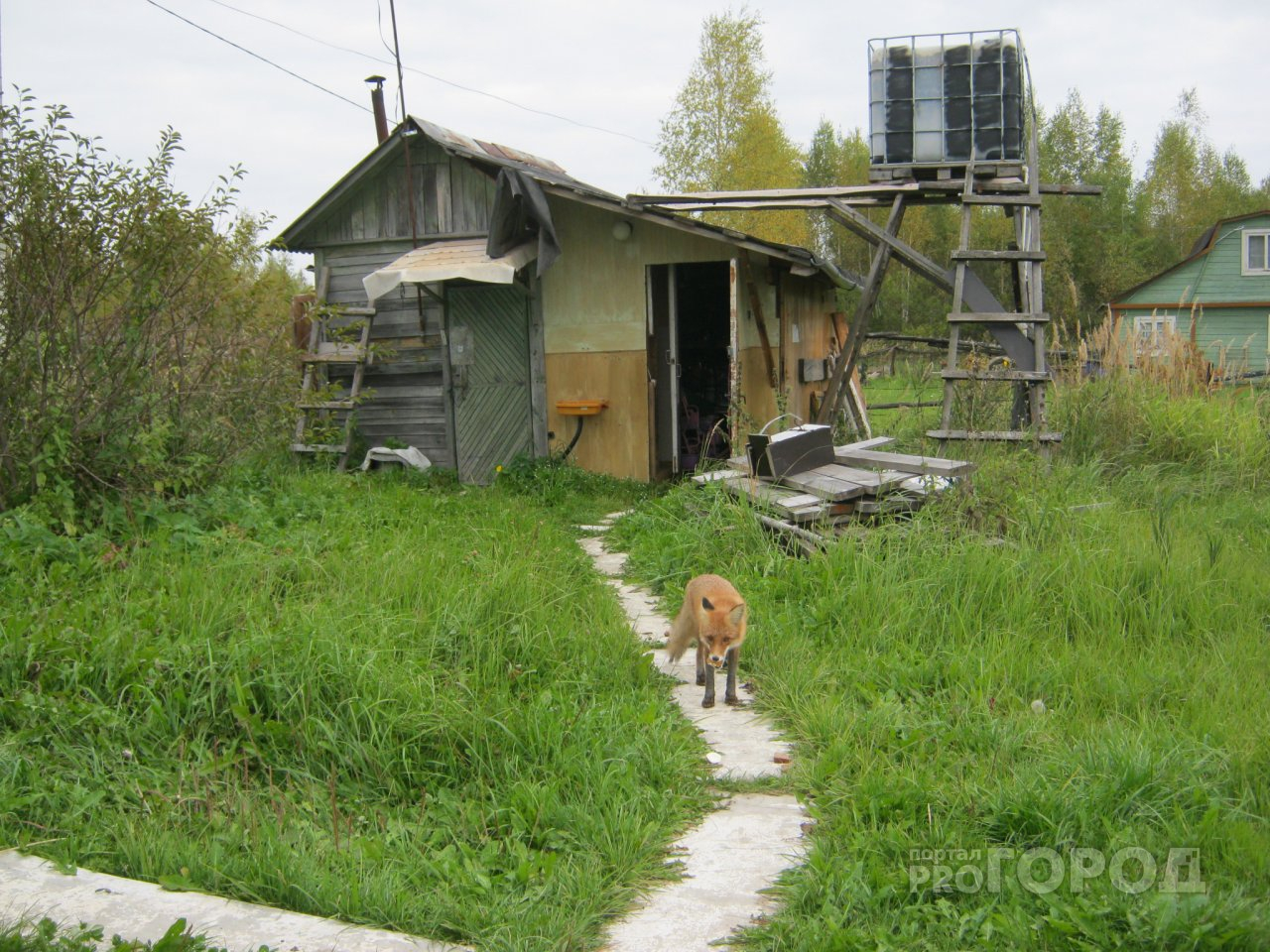 Интересное соседство: в Марий Эл лиса ворует корм у кошек