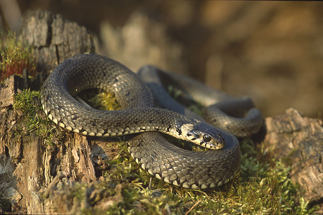 Змеи, которые обитают в Марий Эл: чем они опасны, и что делать при укусах