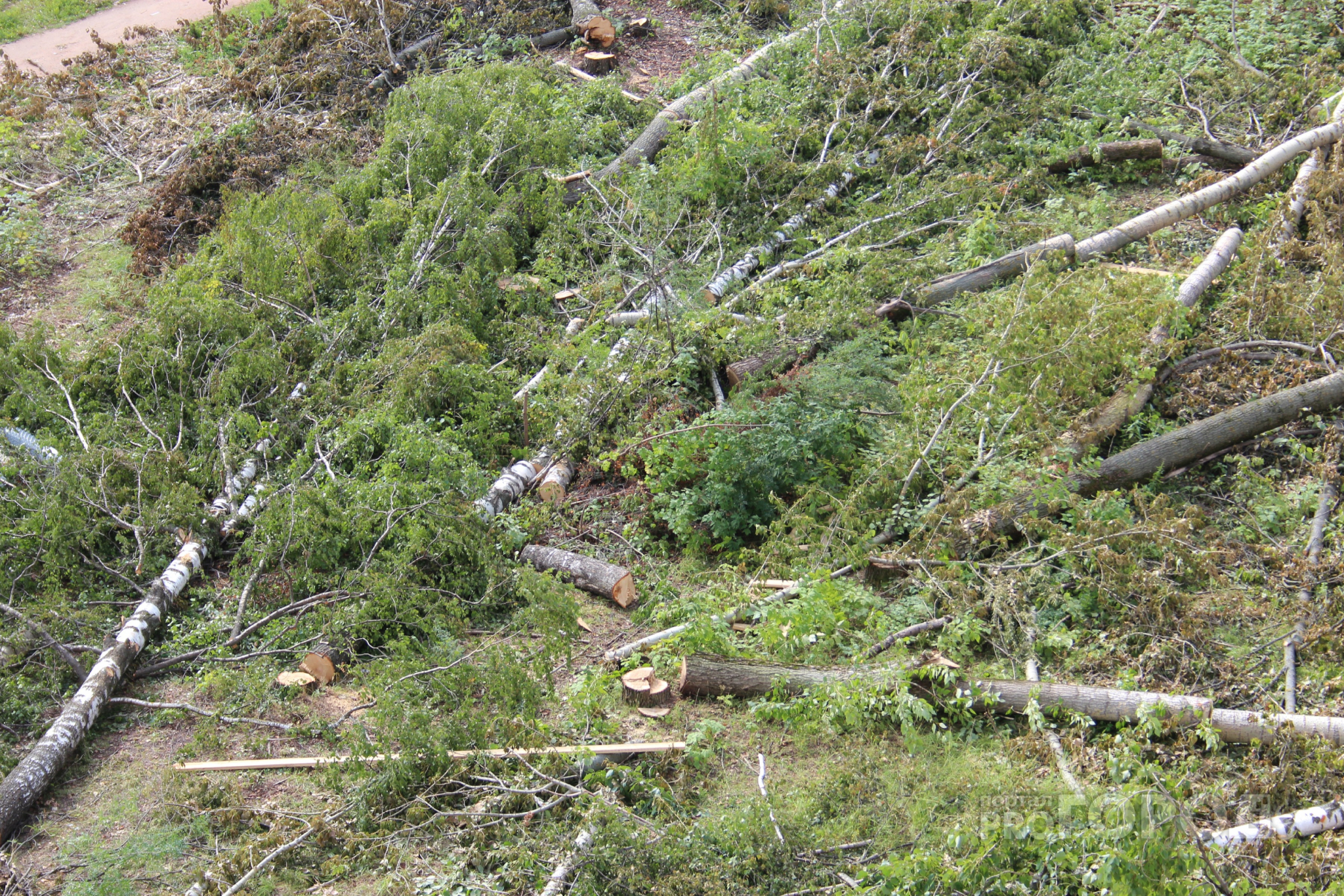 В Марий Эл незаконно срубали деревья: возбуждено уголовное дело