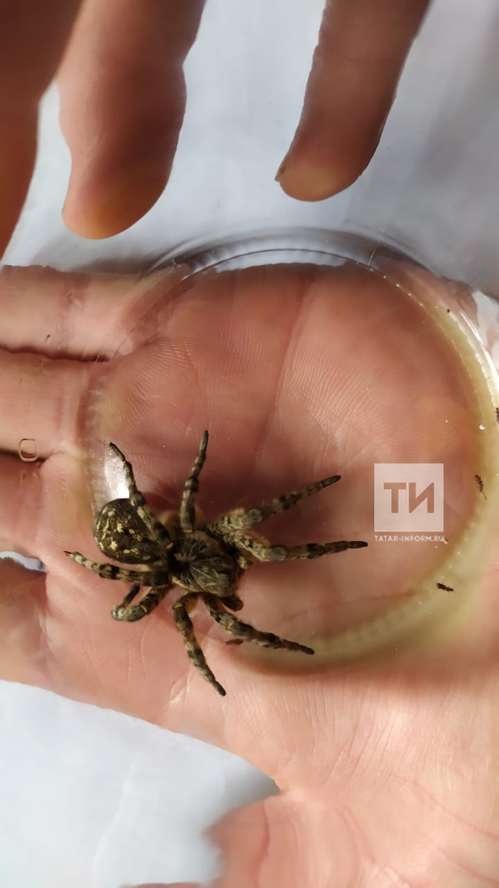 В Марий Эл обитает ядовитый паук, который напугал женщину