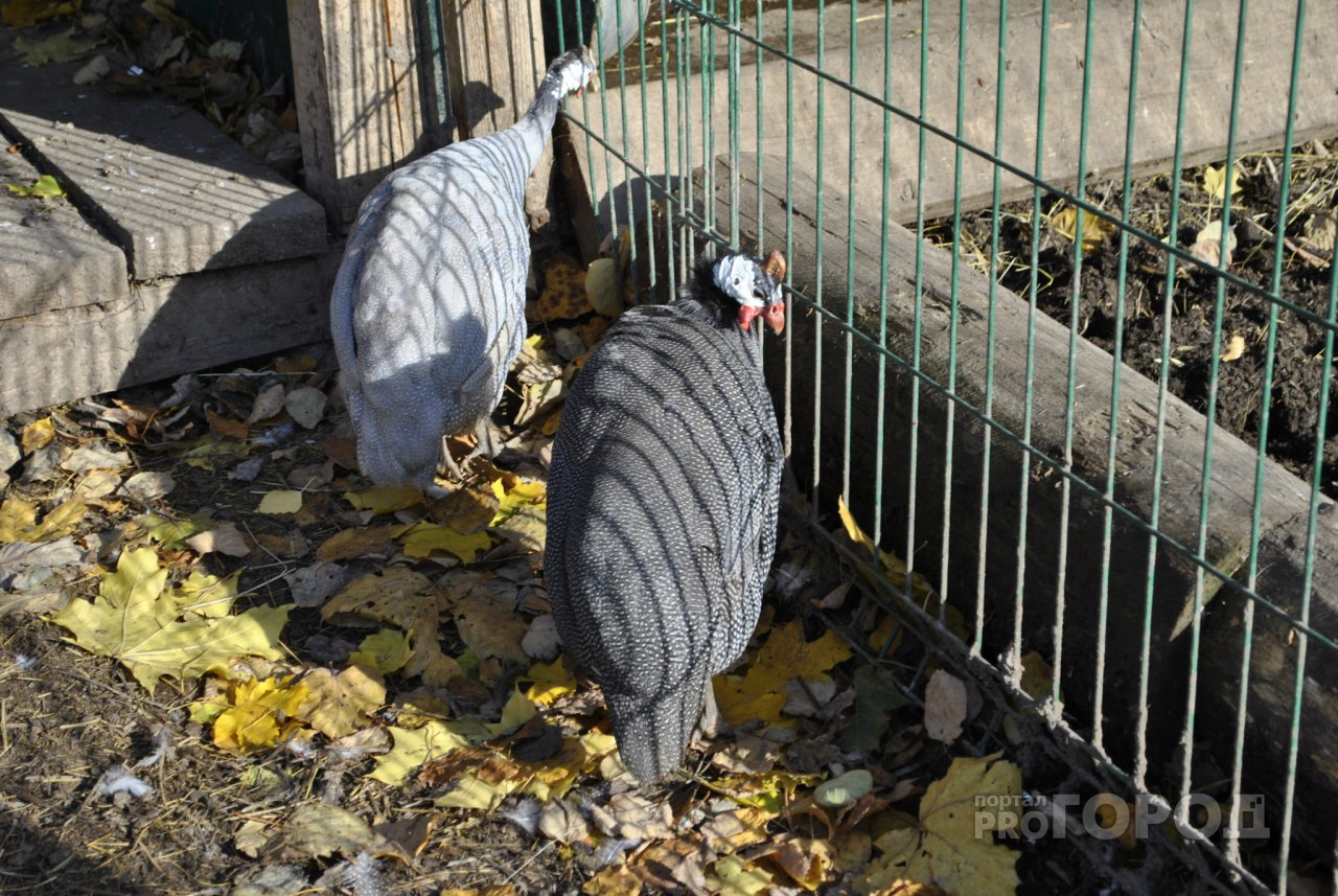 Козы, птицы и лисица: стало известно, какие новые животные появились в зоопарке пригорода Йошкар-Олы