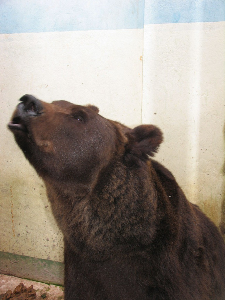 Медведь лишил ее жизни. Фото эстонского медведя.