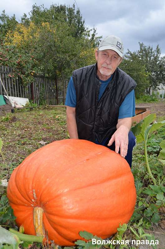 «Никакого секрета нет»: житель Марий Эл в огороде вырастил тыкву весом в центнер