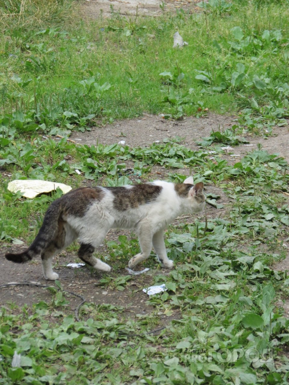 Российские подвалы откроют для кошек: что об этом думают йошкаролинцы
