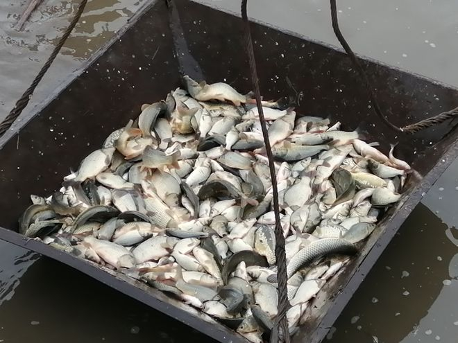 Больше 70 тысяч рыбок обрели свой дом в водоемах Марий Эл