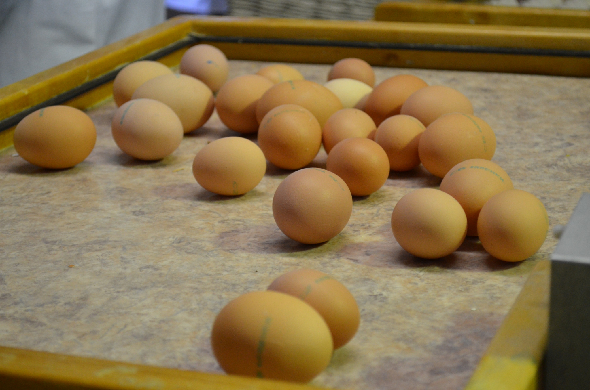 Яйцами можно отравиться. Нужны яйца. Яйца подростков фото. Отравление яйцами куриными.