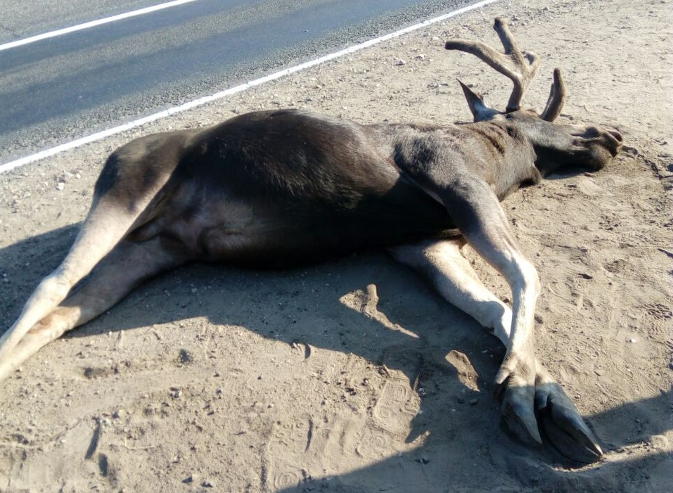 На Кокшайском тракте под  колесами автомобиля оказалось дикое животное
