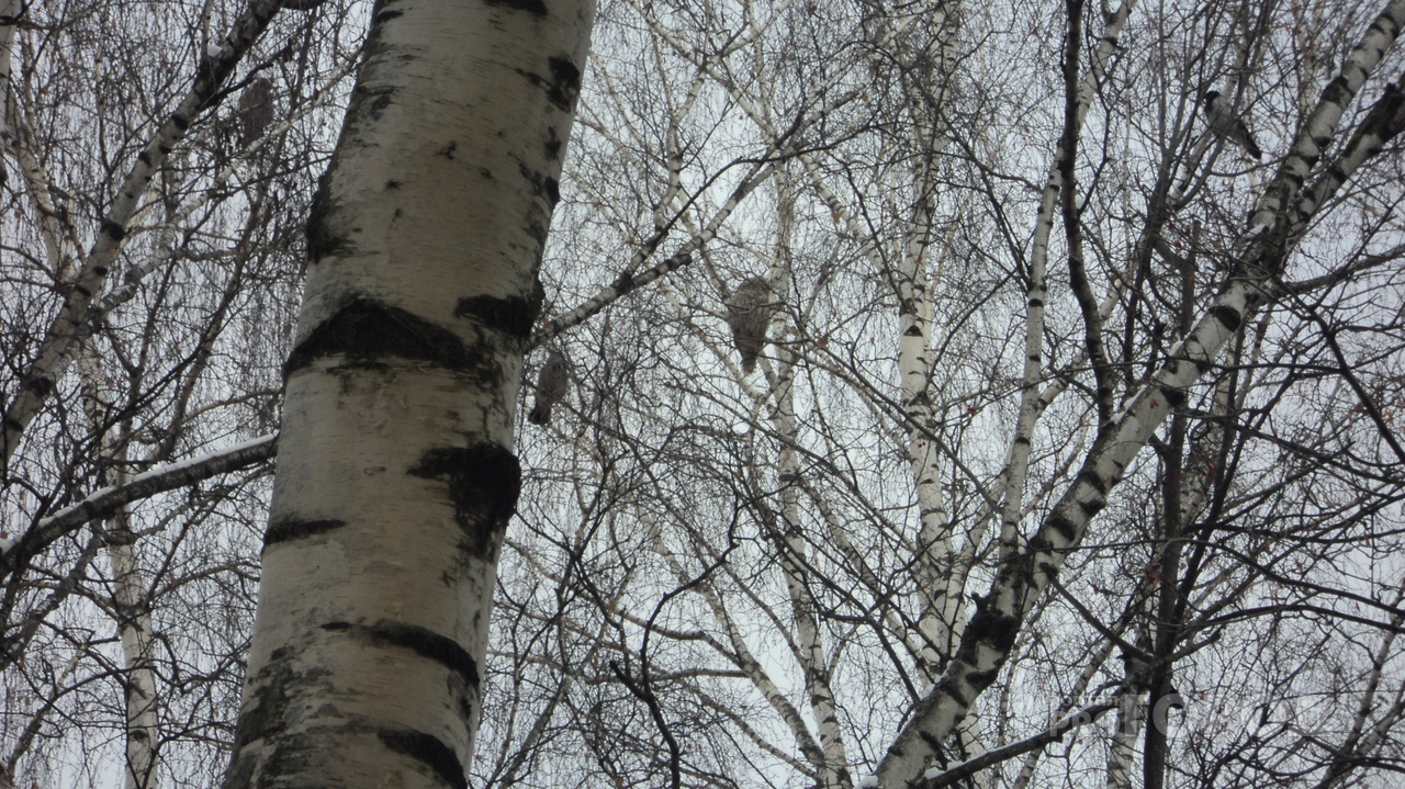 Снежным утром йошкаролинцев на дереве поджидала Букля из Гарри Поттера